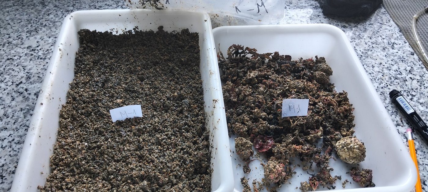 Muestras de sedimento preparadas para el análisis de fauna bentónica