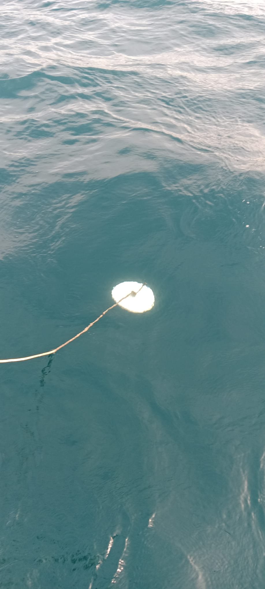 Disco Secchi para medir la transparencia del agua
